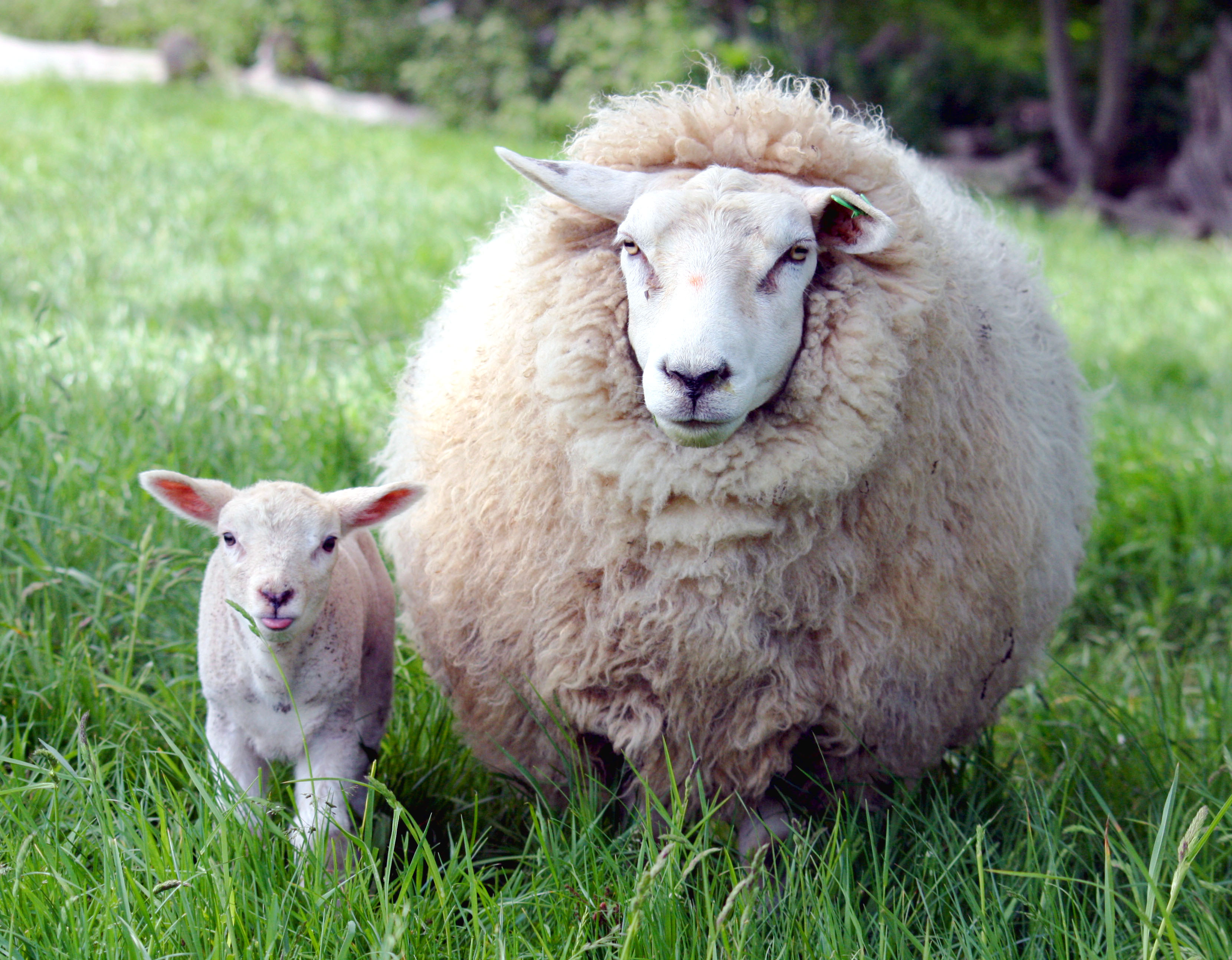 Ярок ягненок. Тоскана овца. Тоскана порода овец. Зубрак овцы. Овцы тосканской породы.